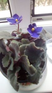 IMG-20200514-WA0012