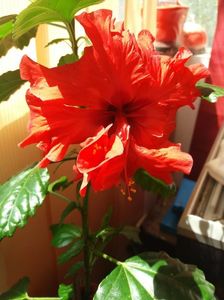 IMG-20200608-WA0000