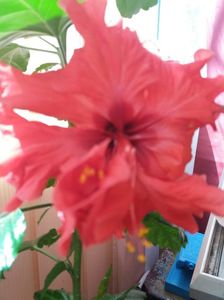 IMG-20200608-WA0001