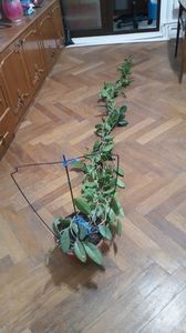 Hoya Carnosa; O nebuna care pe langa faptul ca a inceput sa infloreasca (acum e plina cu bobocei) s-a facut si cat China :))))) peste 2 metrii jumate :))

