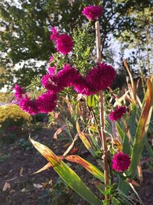 Aster