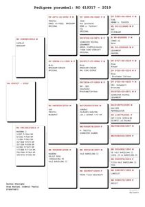Pedigree RO 619317 - 2019 M; Fiu Madona 3 foarte buna zburatoare de Maraton a d-lui Serban Ghe.
