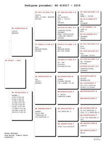 Pedigree RO 619317 - 2019 M; Fiu Madona 3 foarte buna zburatoare de Maraton a d-lui Serban Ghe.
