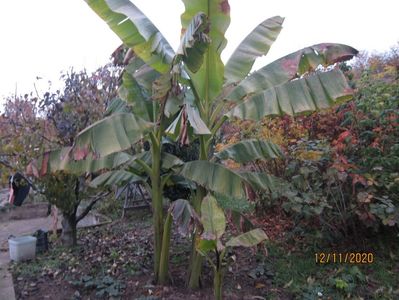Banani de grădină; Musa basjoo
