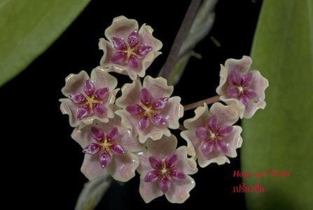 Hoya Flores Island UT 39