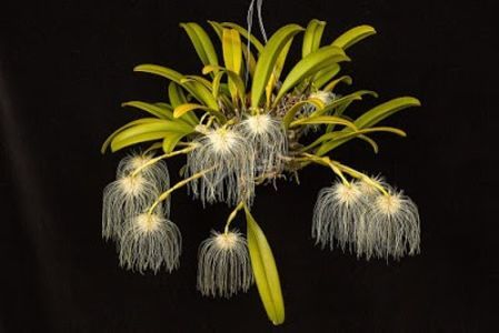 Bulbophyllum medusae