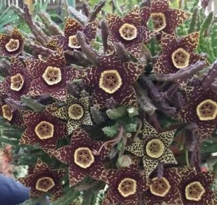 Orbea Variegata(Stapelia); In imagine apar flori in doua variatiuni. Care este denumirea corecta a celor doua?
