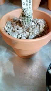 T. krainzianus MZ1113
