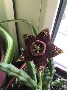 Stapelia variegata