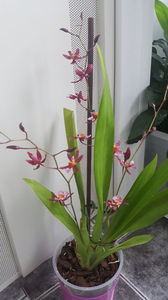 oncidium "katrin zoch mieke"