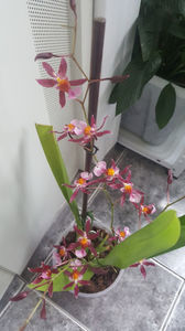 oncidium "katrin zoch mieke"