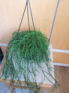 rhipsalis