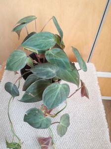 philodendron micans