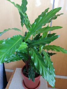 calathea