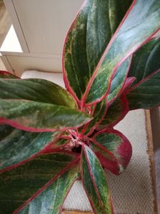 aglaonema crete