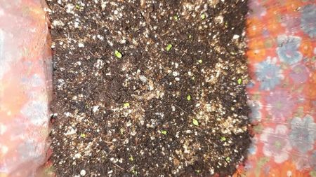 Streptocarpus din semințe; 2 luni
