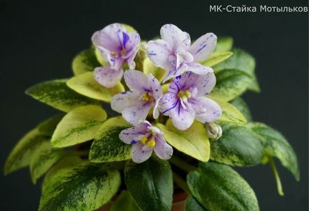 MK-Stayka Motiljkov