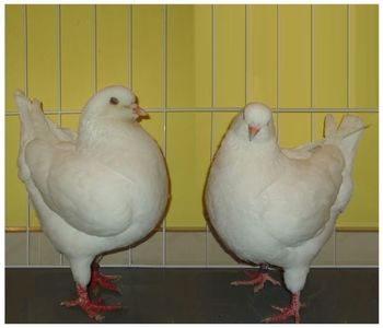 kingi de exoziție 1
