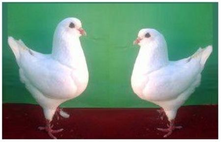 kingi albii 4