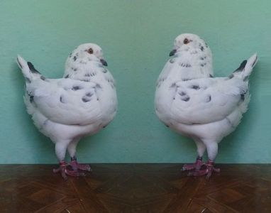 kingi pestriți pe fond alb.