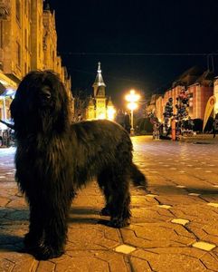 Ciobanesc de Brie Briard; Neville in centru Timisoara.10.2020.
