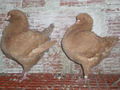 kingi galbeni roșcați.