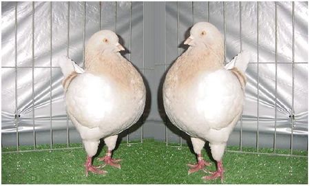 kingi arginti deschis