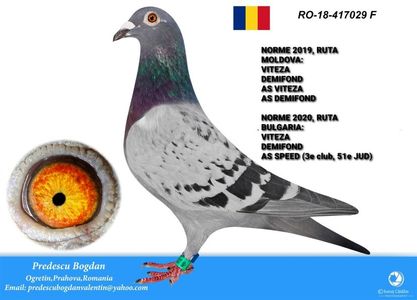 RO-18-417029 F; 51 JUD AS SPEED FCPR PH, palmares AS VITEZA (IN 2019 PE RUTA MOLDOVA, IAR IN 2020 PE RUTA BULGARIA)
