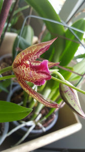 beallara "marfitch renaissance coral"