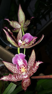 beallara "marfitch renaissance coral"