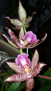 beallara "marfitch renaissance coral"