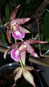 beallara "marfitch renaissance coral"