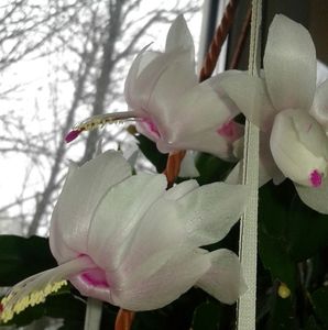 Schlumbergera - Crăciunița jpg(1)