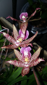 beallara "marfitch renaissance coral"