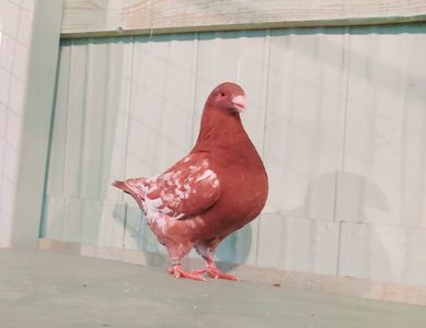 1-0 2020