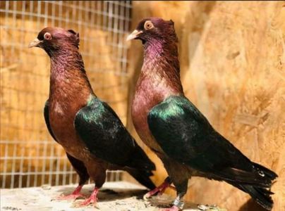 Screenshot_20201207_124140