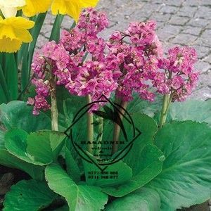 bergenia3