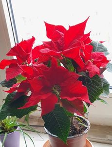 15.12.2020; Poinsettia
