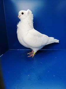 IMG-20201206-WA0004