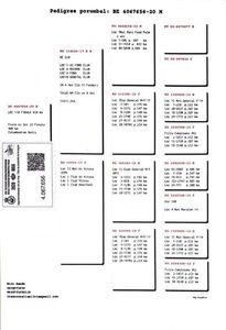 Columb-Brasov-BE-4067656-2020-pedigree