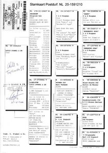 Columb-Brasov-NL-1591210-2020-pedigree