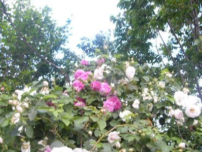 P1370302