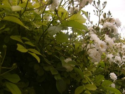 P1370426