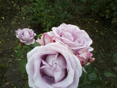 Photo-0003