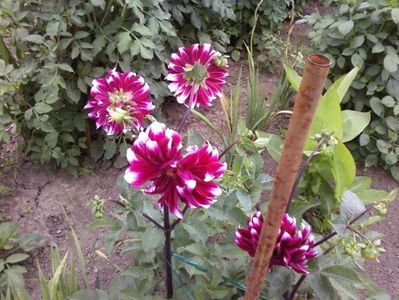 Photo-0011