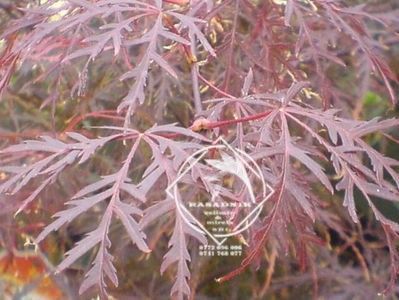 Acer palmatum disectum ATROPURPUREUM1