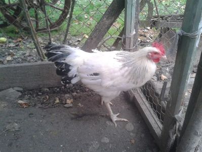 cocos 2020 SUSEX