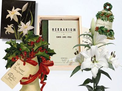 Lily received a Herbarium, a living Lily to inaugurate the book and a hand drawn Lily from Harry.