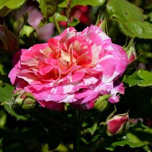 roudelet-felibren-masroufel Dr.Massad; floribunda,70-90 petale,flori mai-octombrie,80-100 cm Petales-de .roses.com
