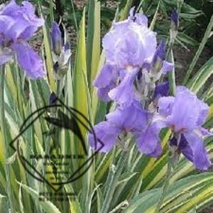 iris zebra aure.varieg 5